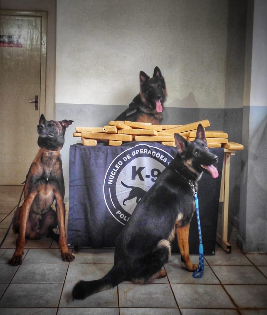 Polícia Civil utiliza cães e apreende carga de maconha em ônibus em Chapecó