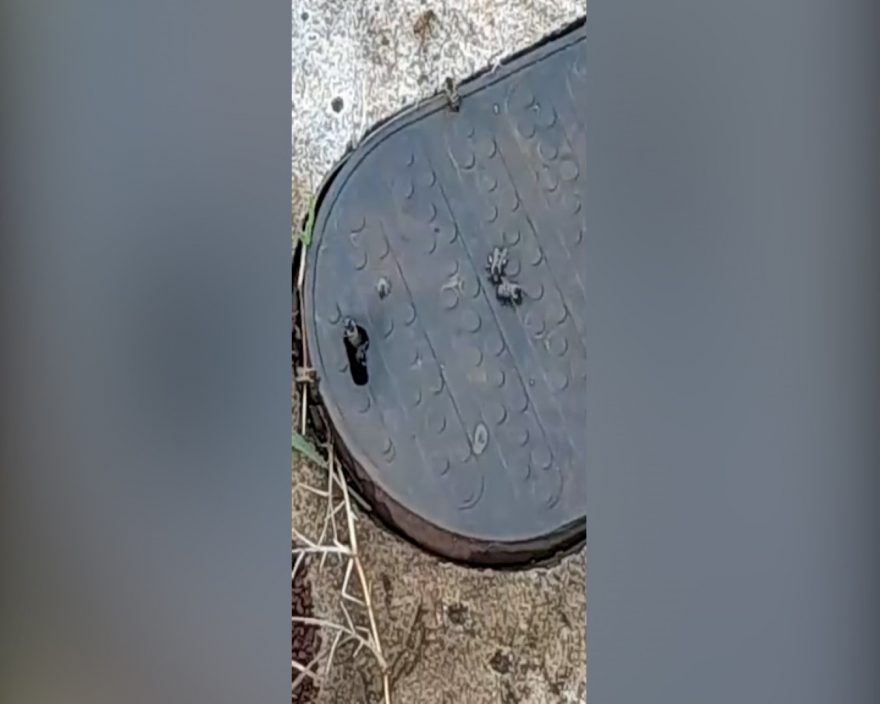 Defesa Civil realiza retirada de abelha de equipamento da Sanepar no Santa Felicidade