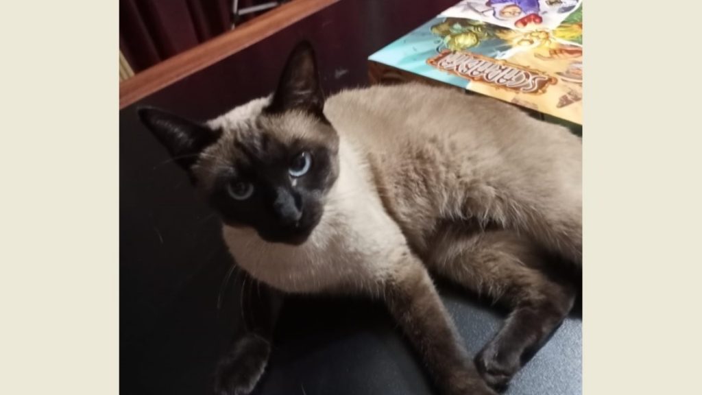 Gatinha que atende por “Sara” sumiu na região do Bairro Cancelli