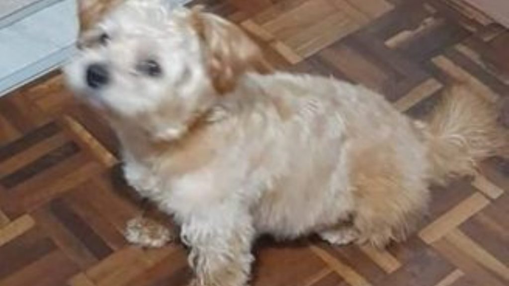 Cachorrinho sumiu na região do Bairro Parque Verde