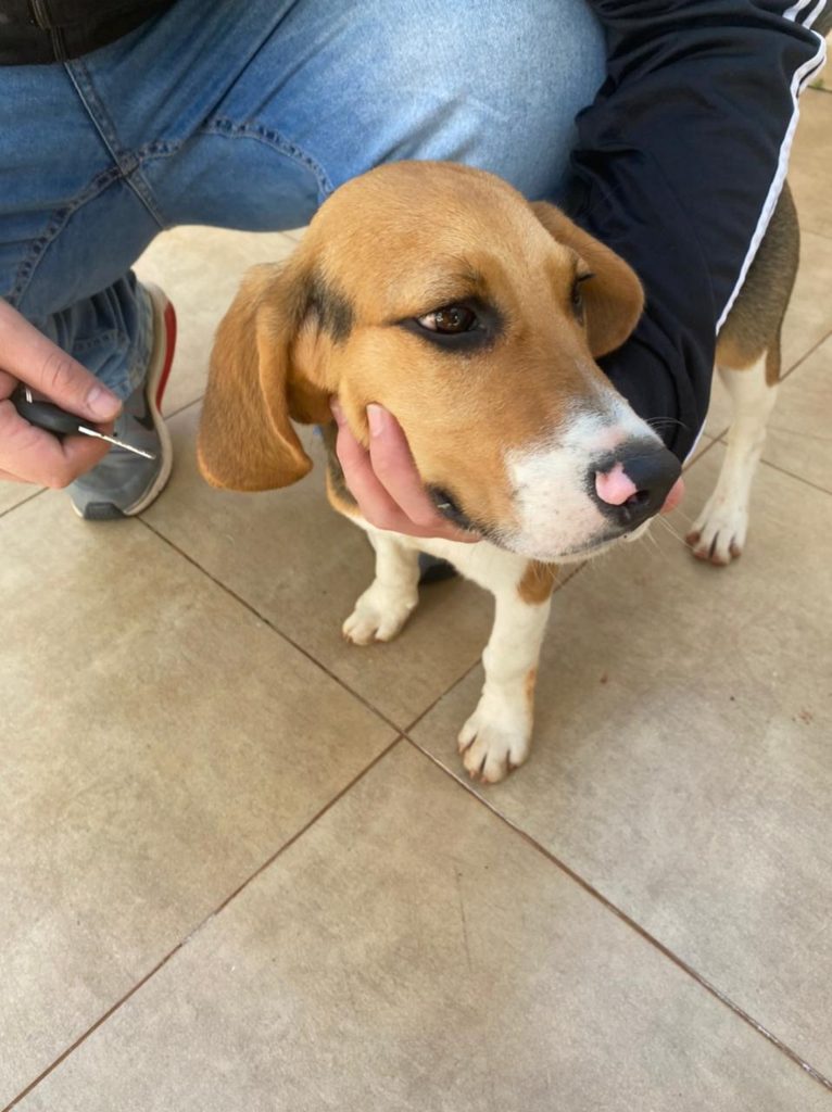 Cachorro foi encontrado próximo ao zoológico