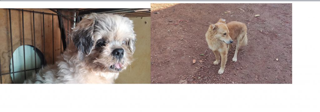 Cachorrinhos foram encontrados na Vila Tolentino