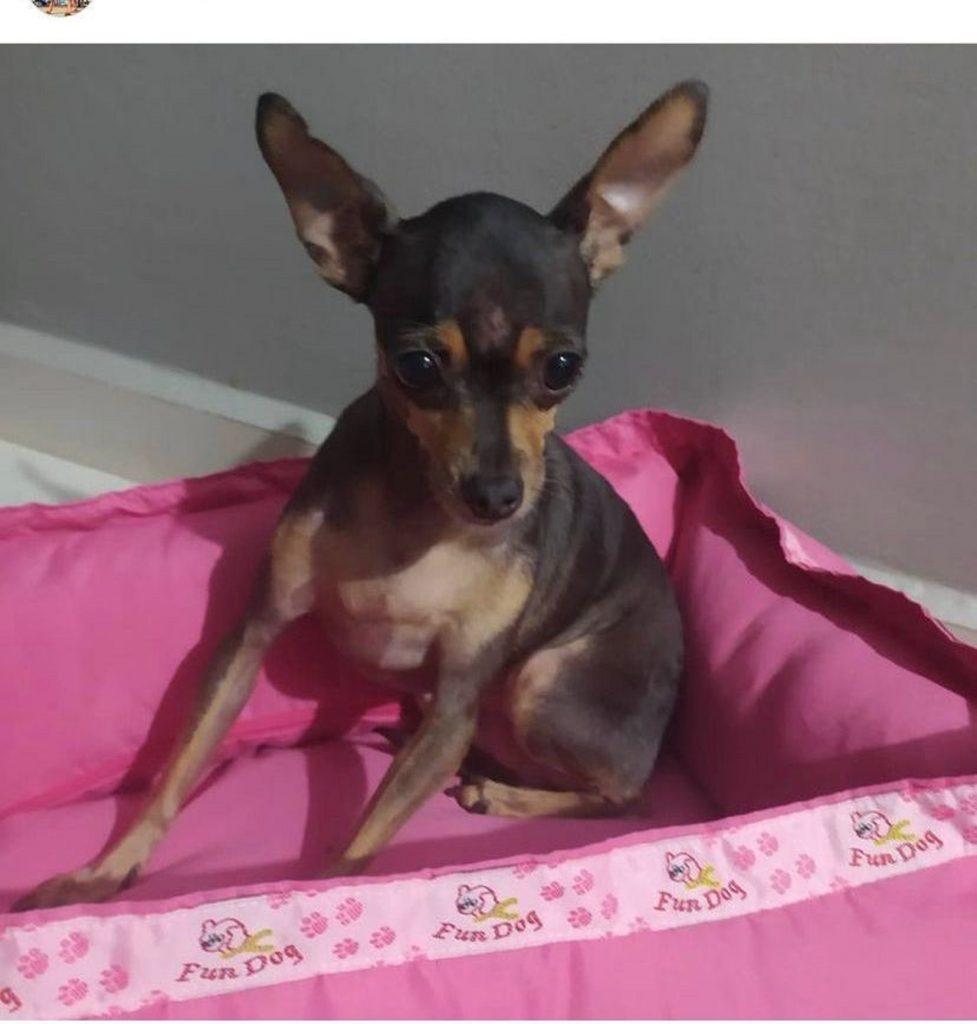 Cachorrinha Elsa sumiu no Parque Verde