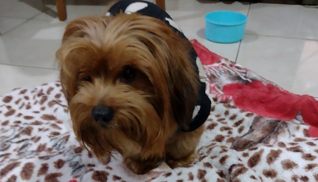 Internauta encontra cachorrinho perdido no Jardim Aclimação e procura pelo dono