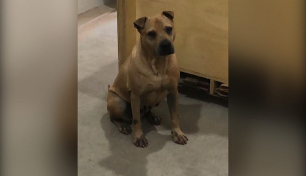 Internauta procura por cachorra que sumiu