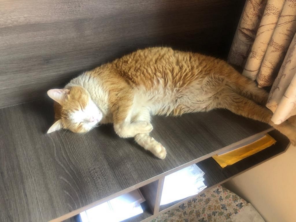 Internauta procura por gato que sumiu perto da Igreja do Bairro Parque São Paulo