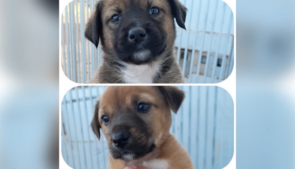 Ei! Você… Quer ser meu dono? Cachorrinhas estão para doação
