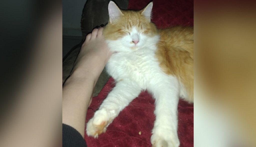 Internauta procura pelo gatinho “mingau”