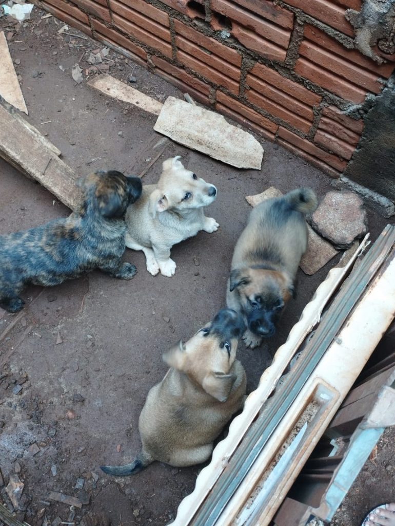 Cachorrinhos estão disponíveis à adoção