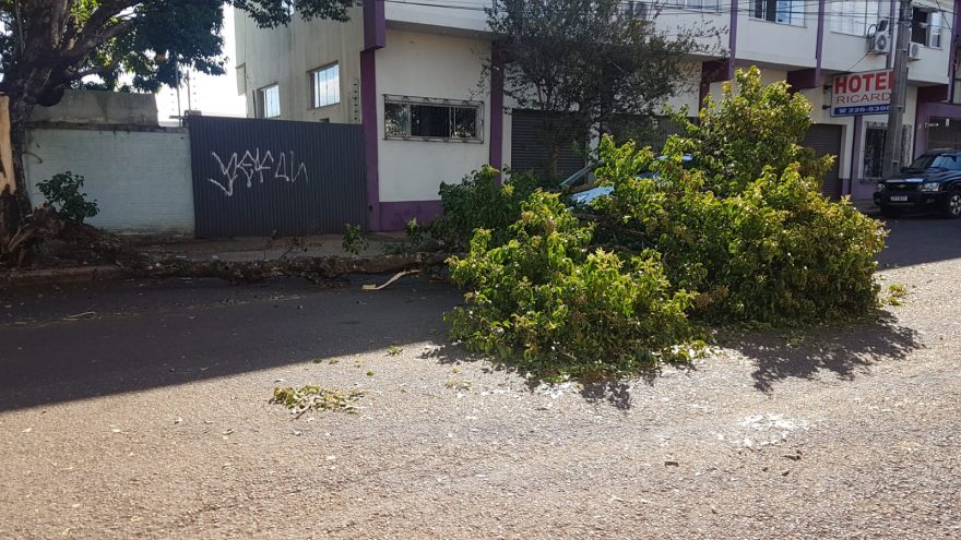 Queda de galho de árvore deixa Rua Marechal Deodoro parcialmente interditada
