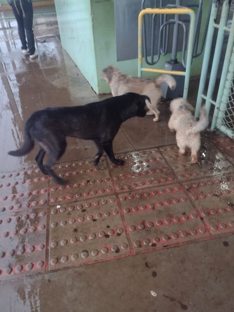 Cachorrinho desaparecido foi visto no Terminal Sul
