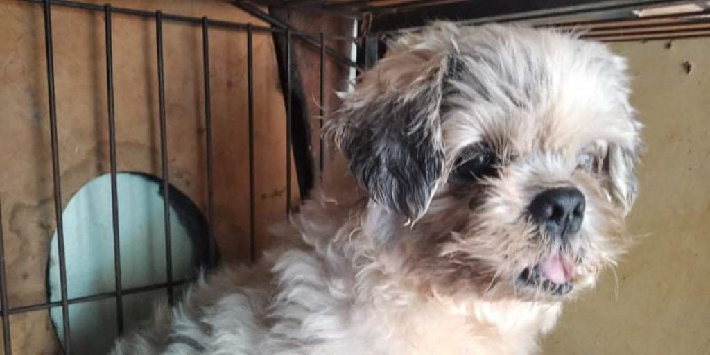 Internauta localiza cachorrinho no Bairro Parque São Paulo e tenta encontrar o dono