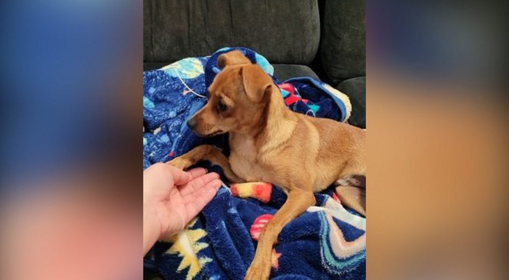 Internauta localiza cachorrinho perdido e tenta encontrar o dono