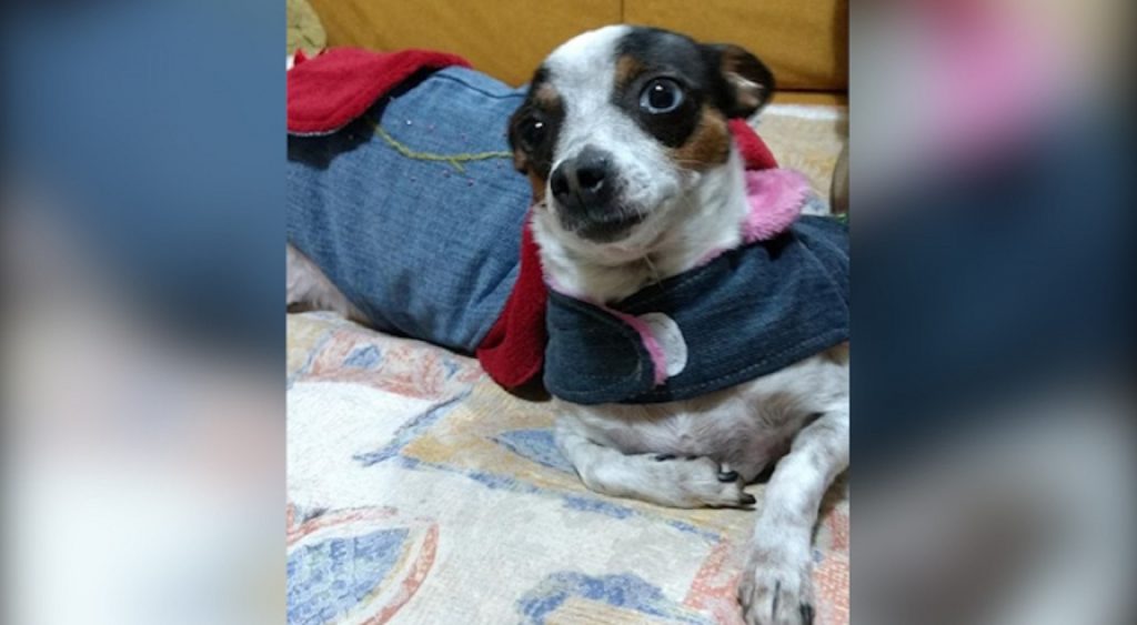 Internauta procura cachorrinha que sumiu na região central de Cascavel