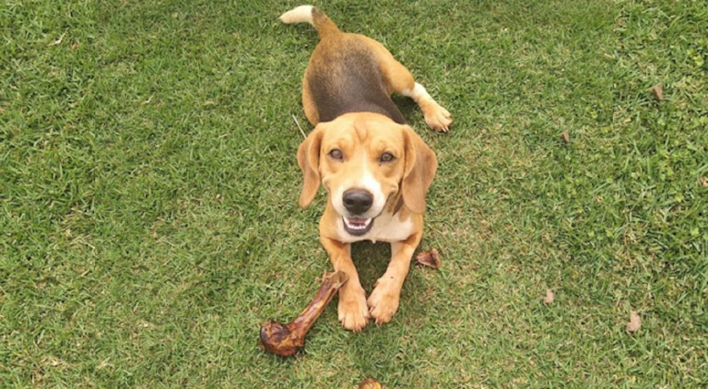 Internauta procura cachorro que sumiu em Placa Lindóia; oferece recompensa