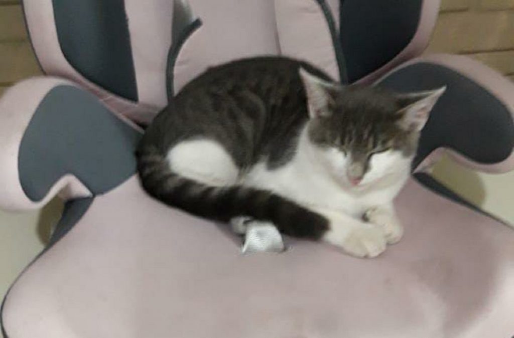 Internauta procura gato que sumiu na região do Bairro Parque São Paulo
