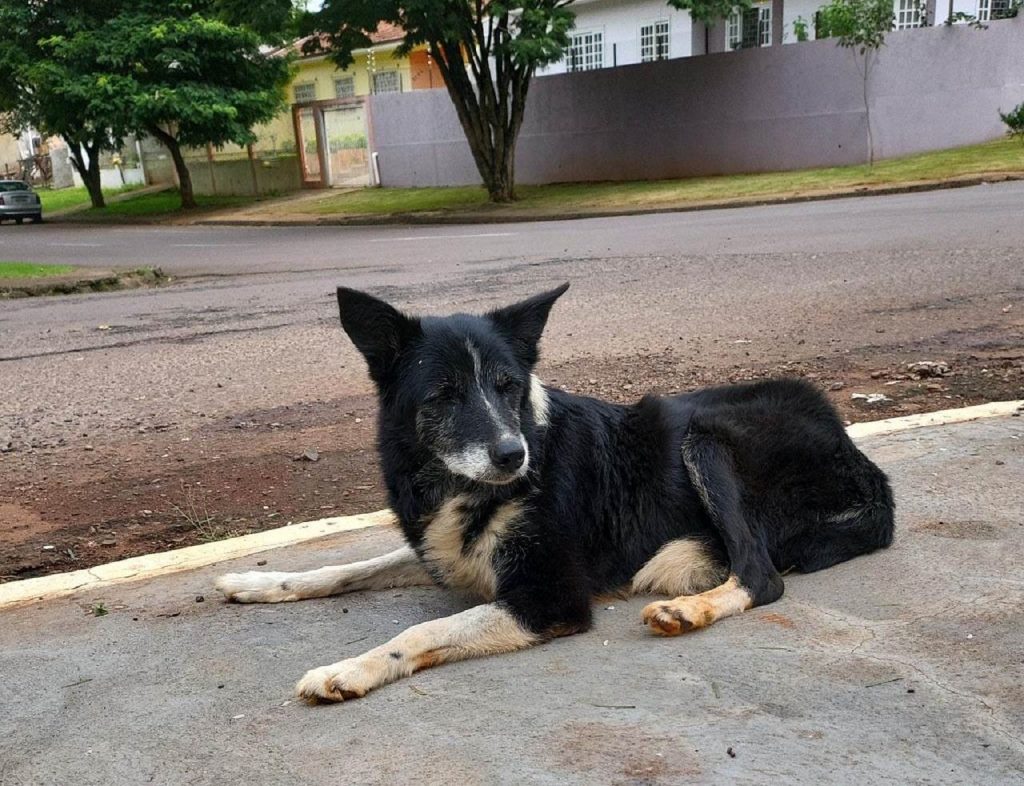 Cachorrinha é encontrada na região do Claudete