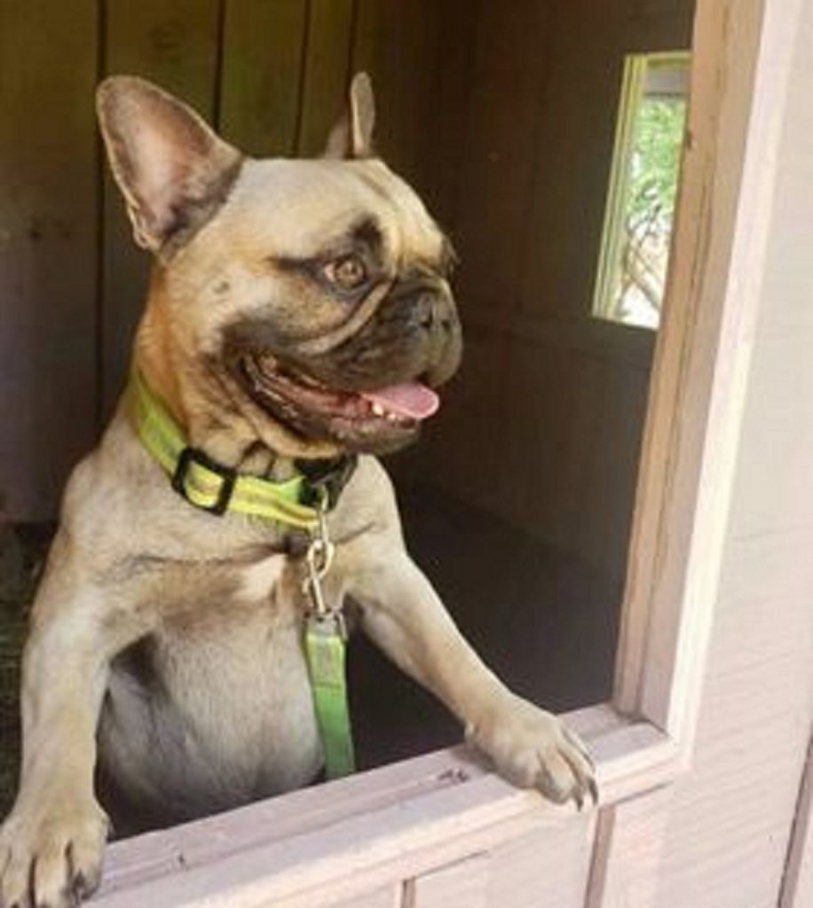Cachorrinho desapareceu próximo a Ferroeste
