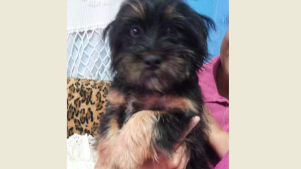 Cachorrinho que atende por “Pingo” sumiu na região do Bairro Brasmadeira