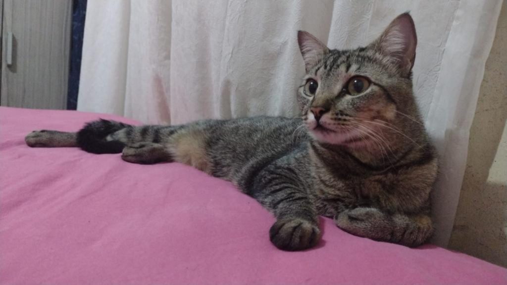 Gatinho sumiu nas proximidades do Parque Tarquínio