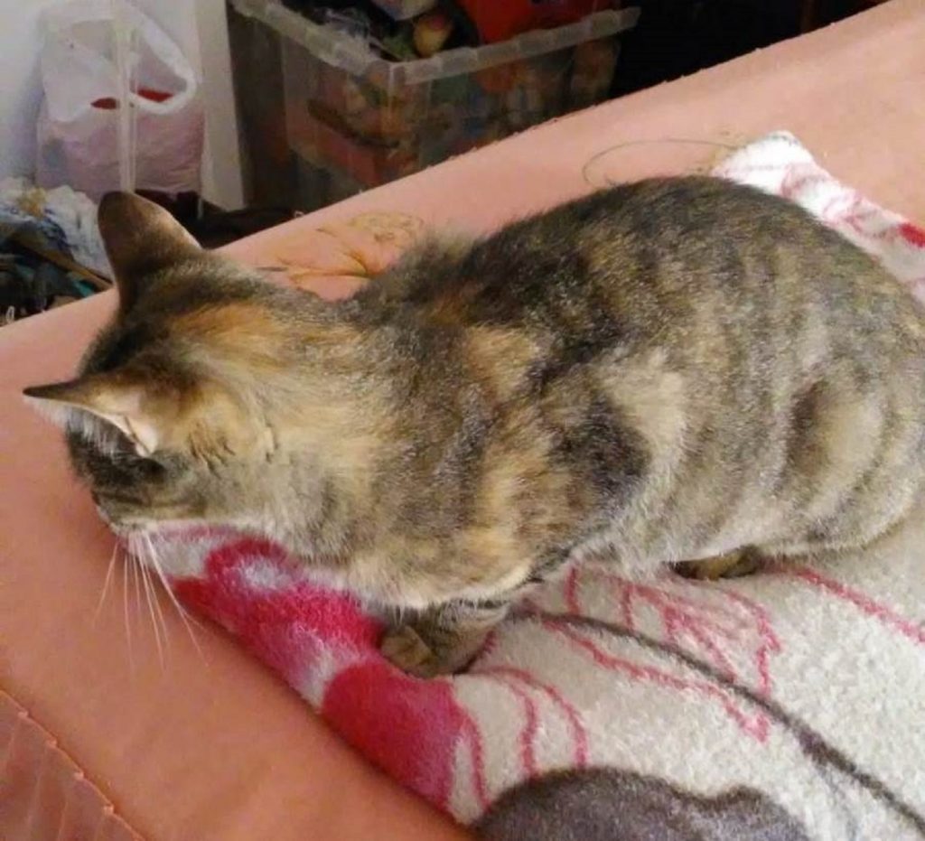 Gatinha prenha sumiu na Av. Carlos Gomes