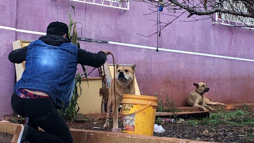 Mulher e criança de dois anos são atacadas por cachorro da raça Chow-chow no Bairro Brasília