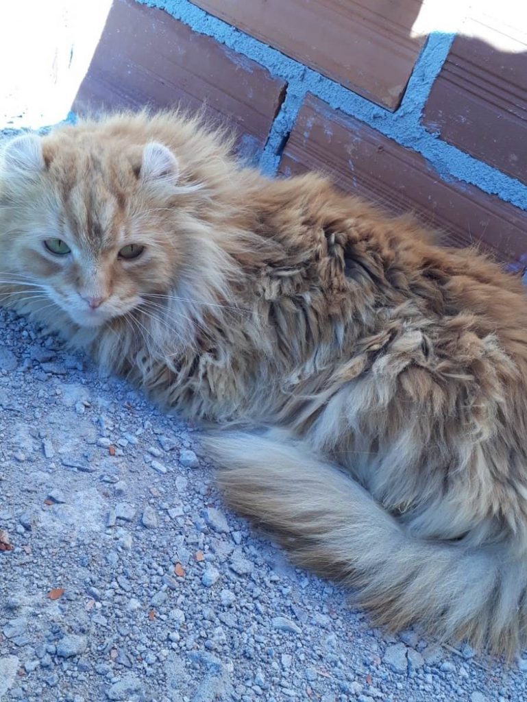 Gato é encontrado em Cascavel