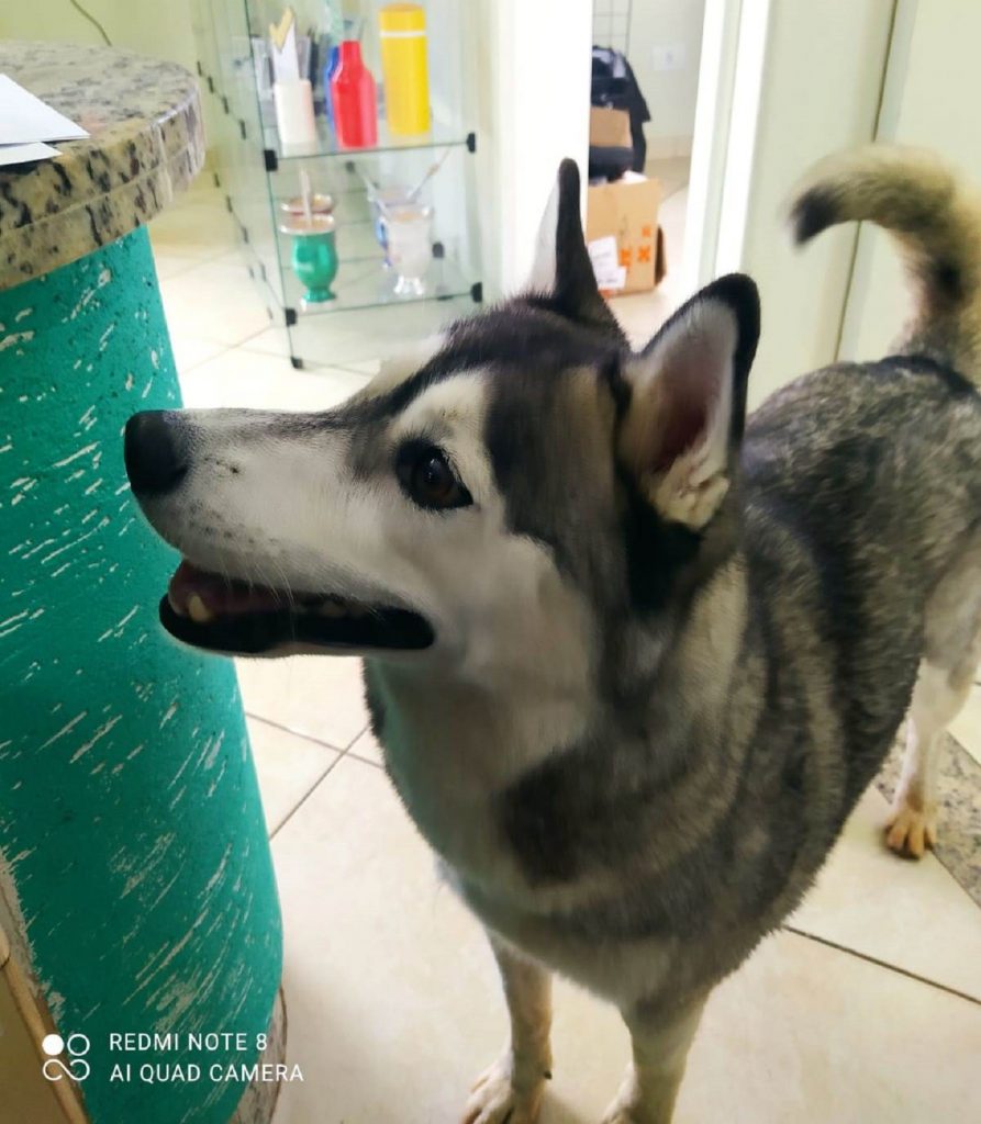 Cachorrinha é encontrada na Rua Cuiabá, na Neva