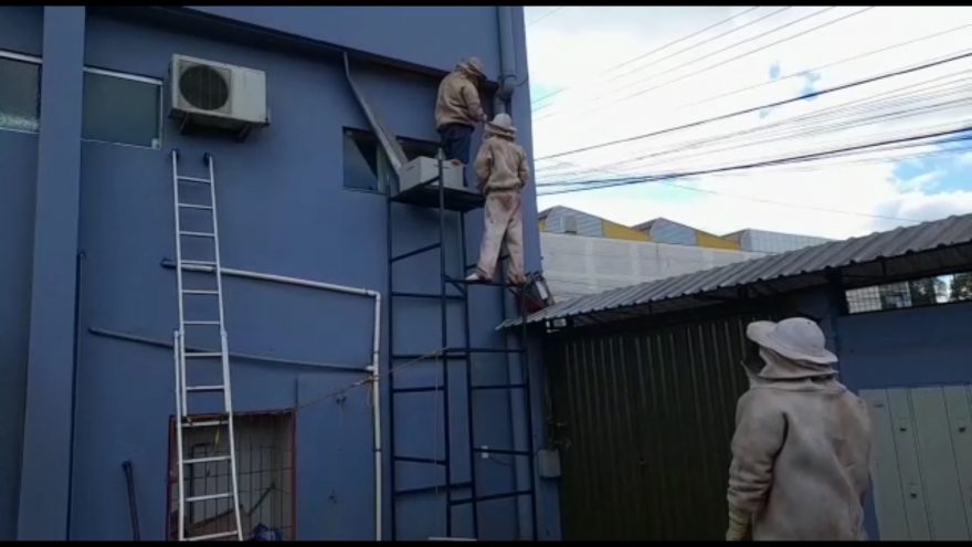 Defesa Civil realiza retirada de enxame de abelhas em prédio no Bairro Pacaembu