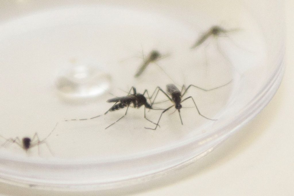 Casos da dengue crescem 79,01% em uma semana em Toledo