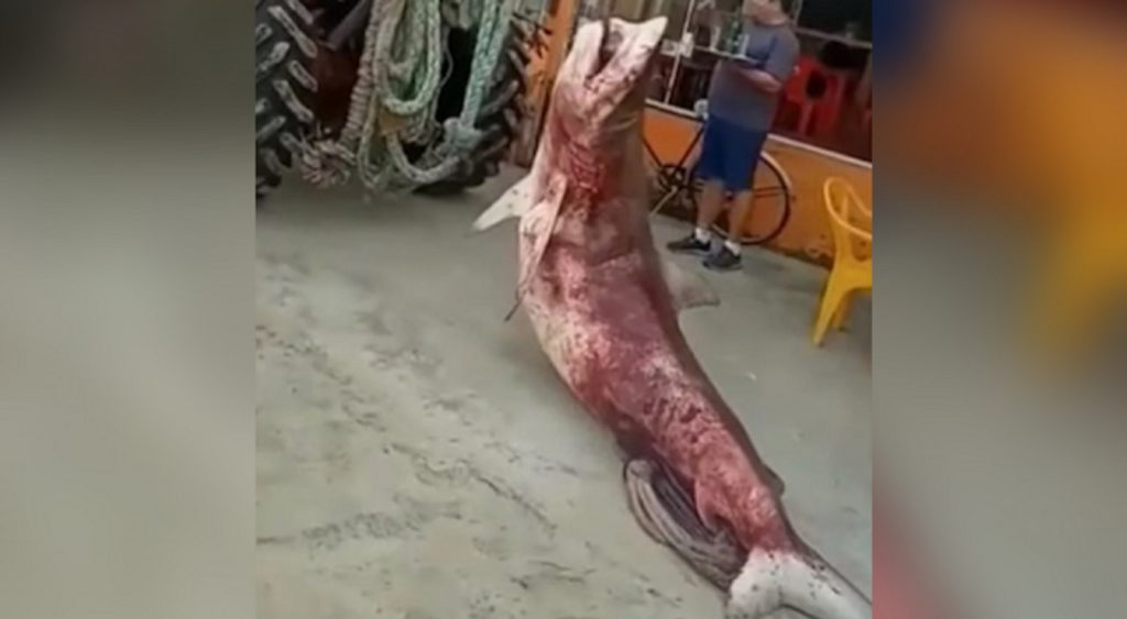 Tubarões cabeça-chata são pescados por engano em Matinhos; veja o vídeo
