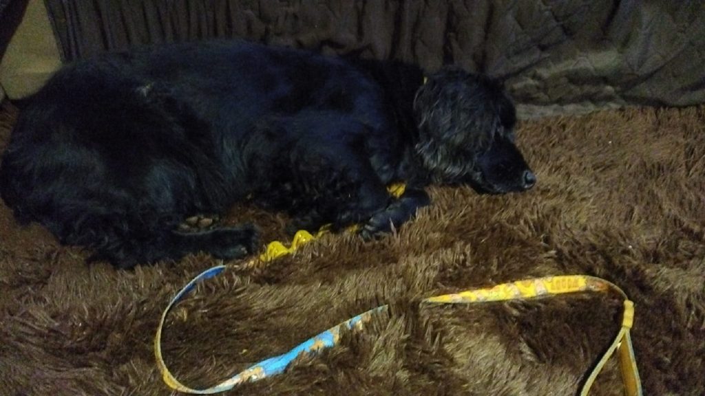 Cachorro é encontrado perdido perto do Hospital Universitário