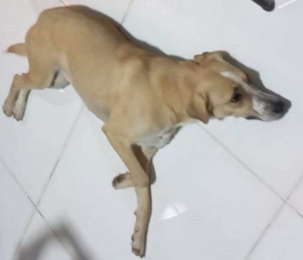 Cachorra foi encontrada e internauta procura pelo dono