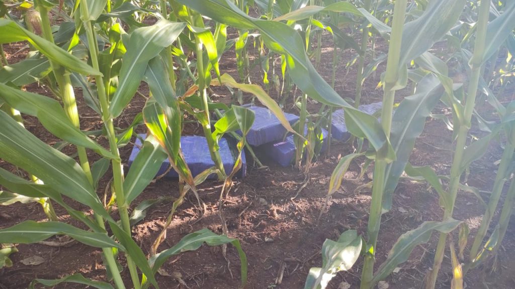 BPFron apreende drogas em meio à plantação na cidade de Guaíra