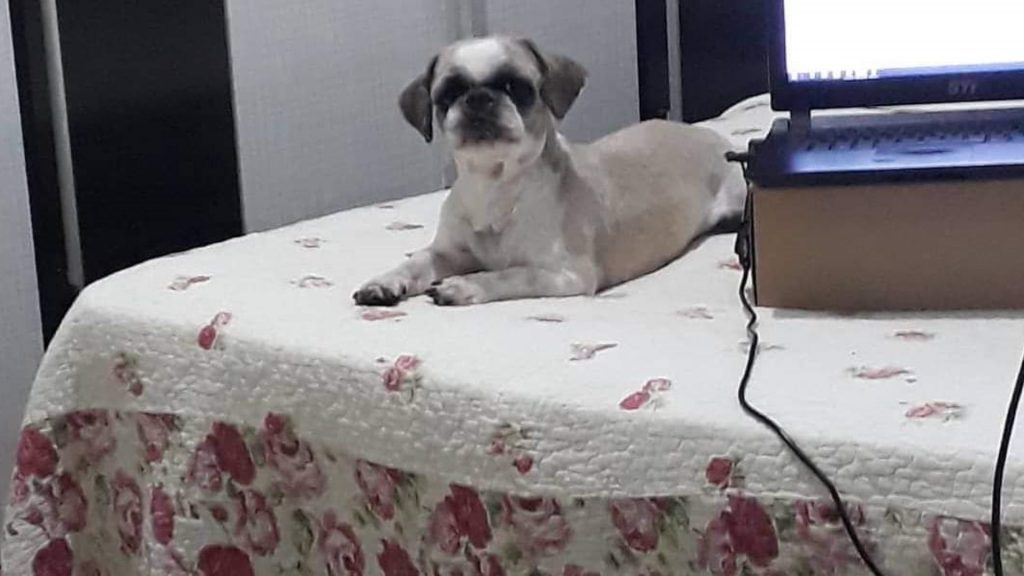 Você viu Leôncio? Ele está desaparecido