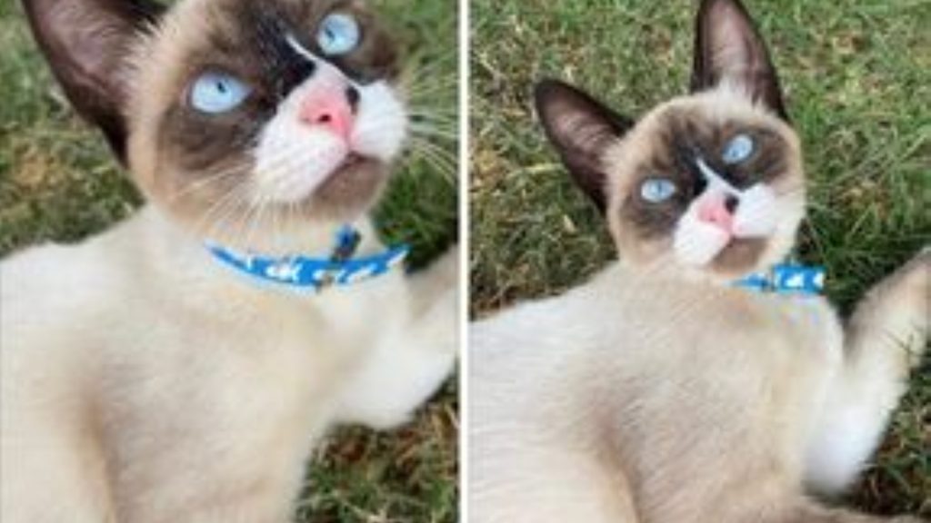 Gato desapareceu na região do Bairro Santa Felicidade