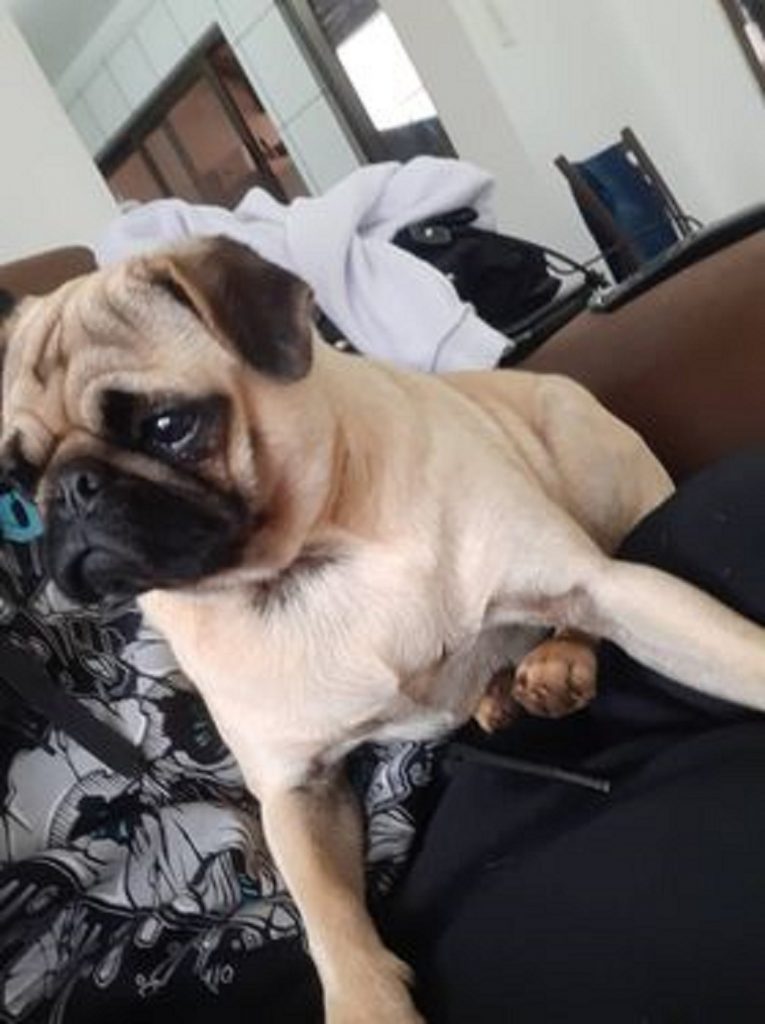 Cachorrinha é encontrada no Tropical