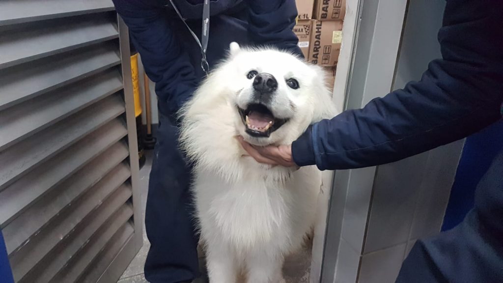 Internauta encontra cachorro perdido e procura pelo dono