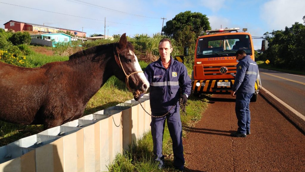 Bombeiro comunitário com o auxílio de populares captura cavalo solto na BR-277, em Ibema