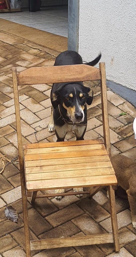 Cachorro de porte grande com coleira está desaparecido