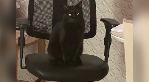 Internauta procura gatinha que sumiu de uma casa no condomínio Moradas Cascavel Imagem referente a Internauta procura gatinha que sumiu de uma casa no condomínio Moradas Cascavel