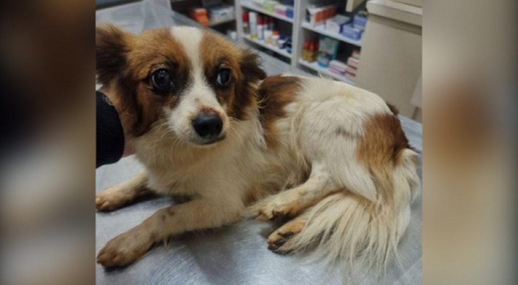 Cachorrinho é encontrado atropelado e internauta procura pelo dono