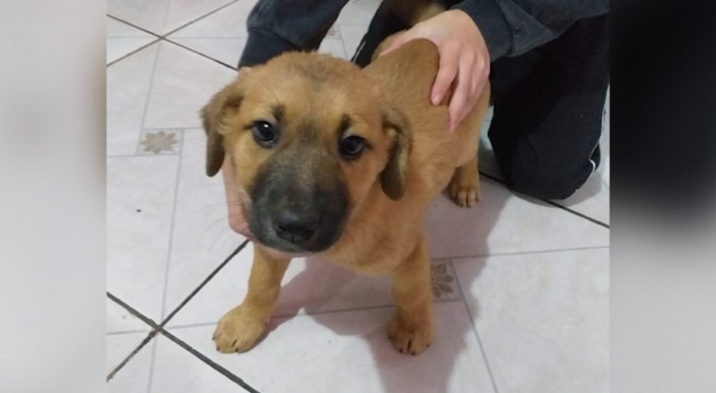 Internauta encontra cachorrinho perdido no Bairro Consolata e procura pelo dono