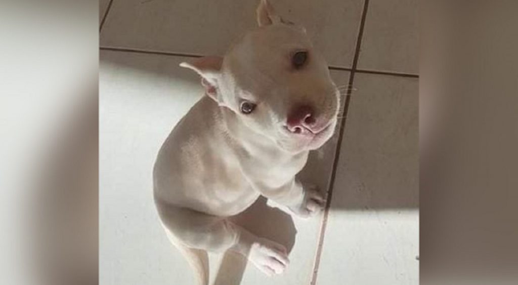 Internauta procura por cachorrinha que sumiu no Bairro Santa Felicidade