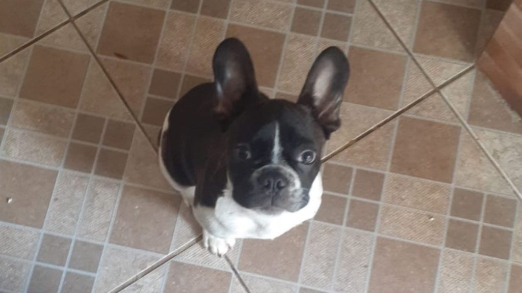 Internauta pede ajuda para localizar cachorrinho que sumiu no Bairro Morumbi