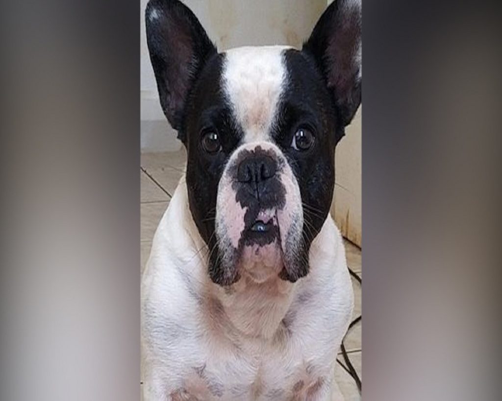 Internauta procura por cachorro que sumiu no Bairro Pioneiros Catarinenses