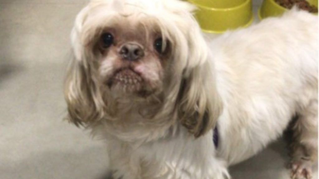 Cachorrinho perdido é encontrado no Bairro Parque Verde
