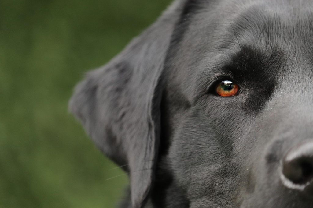 Idoso desaparecido é encontrado morto com seu cachorro vivo ao seu lado