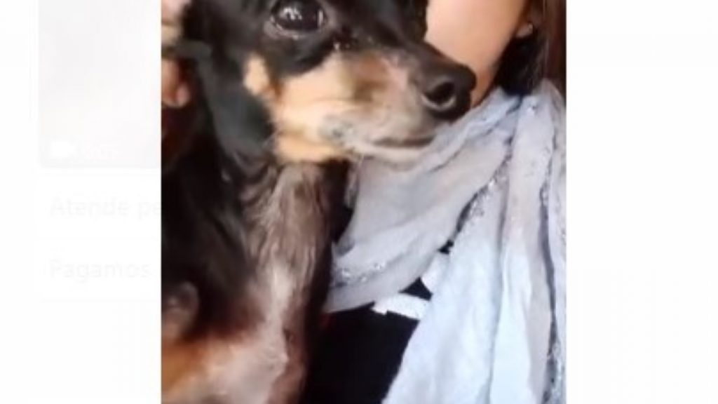 Cachorrinha “Jamaica” sumiu na região do Bairro Cascavel Velho