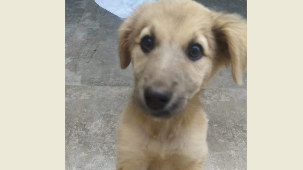 Cachorrinho foi encontrado na região do Bairro Tropical
